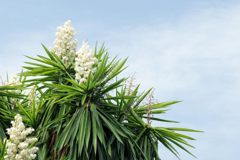 観葉植物として人気のユッカの種類