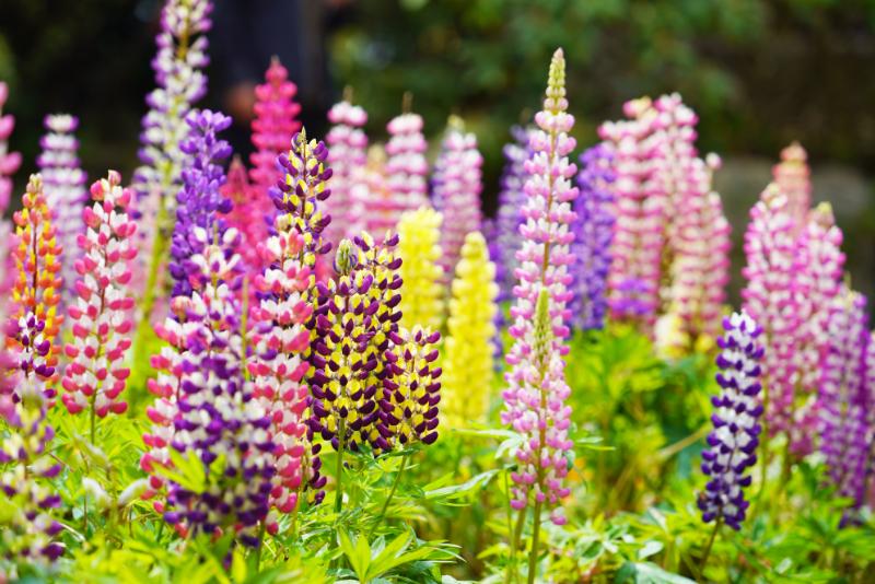 9月の庭におすすめの花
