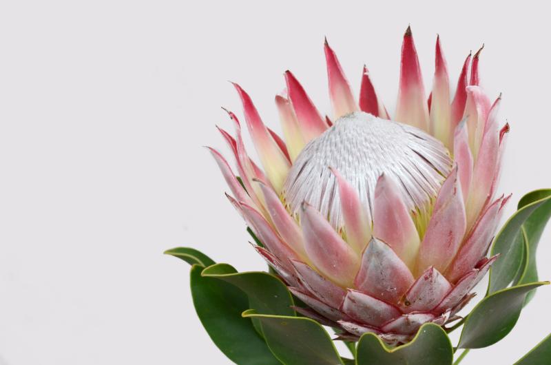 結婚祝いのドライフラワーにおすすめの花材