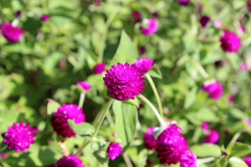 秋の鉢植えのプレゼントに人気の花材8選