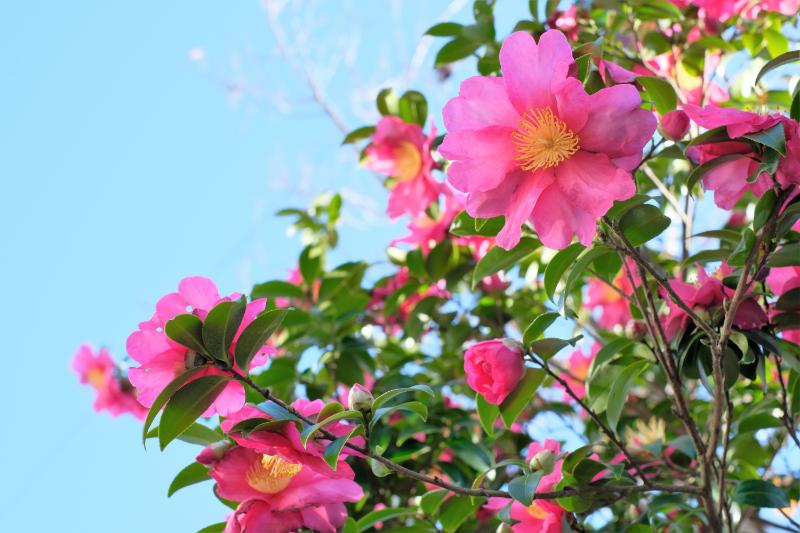 10月のイベントにおすすめの花5選
