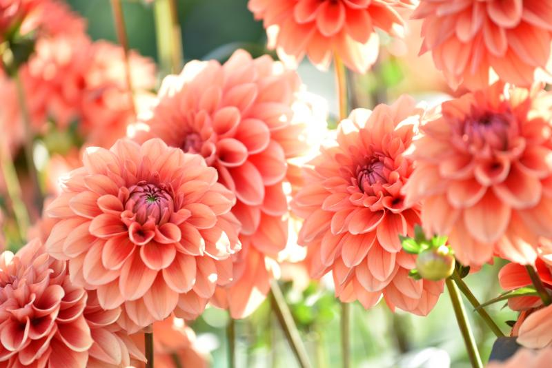 オレンジ色の花束に使われる代表的な花