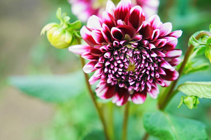 11月に旬を迎える秋の花6選