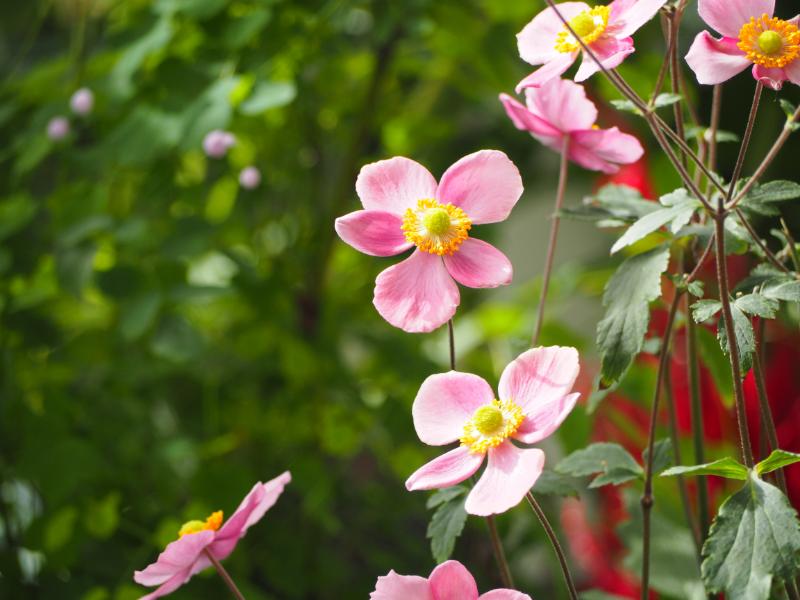 紅葉の季節に咲く代表的な秋の花