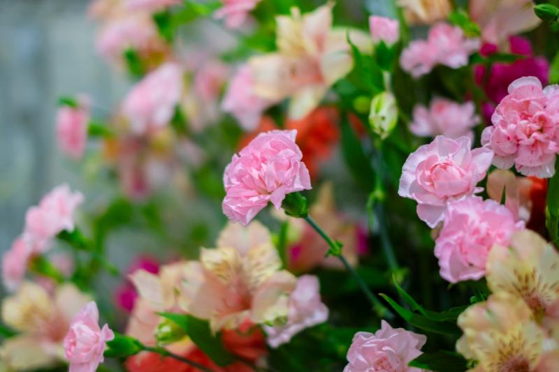 暖色系の花束におすすめの花材