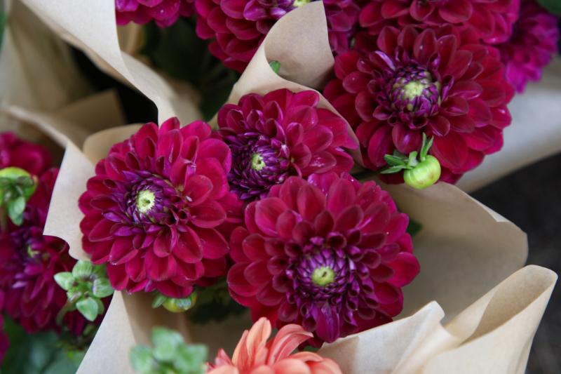 ダリア 花束 イメージ