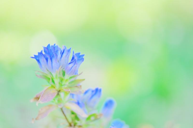 リンドウが持つ花言葉