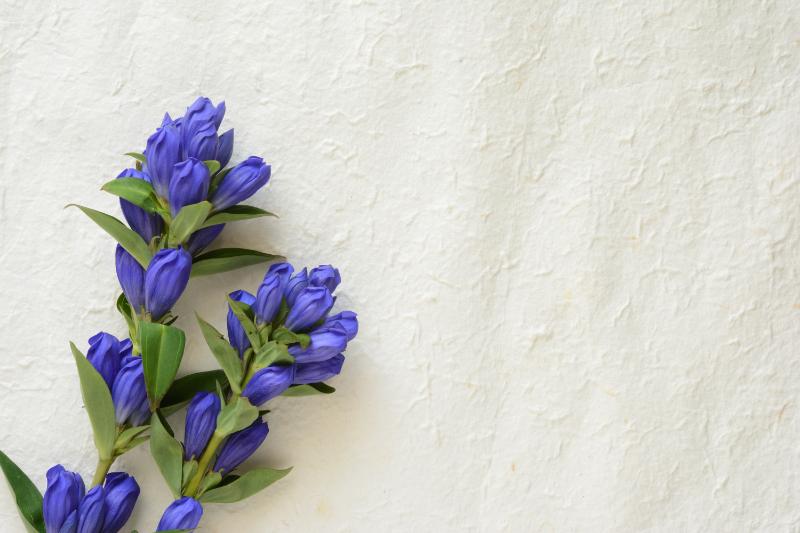 リンドウの花言葉を贈る際のコツ