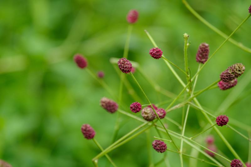 ワレモコウ ドライフラワー イメージ