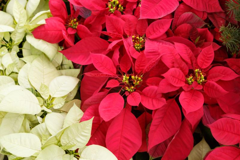 ポインセチア ギフト イメージ