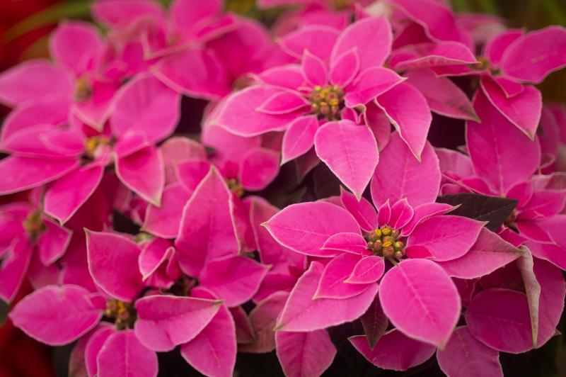 ギフトに選びやすいポインセチアの色合い