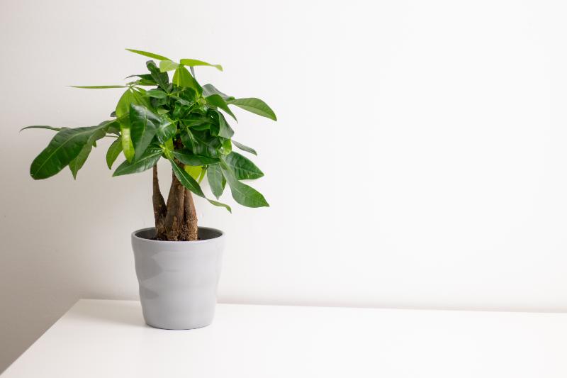 パキラ イメージ