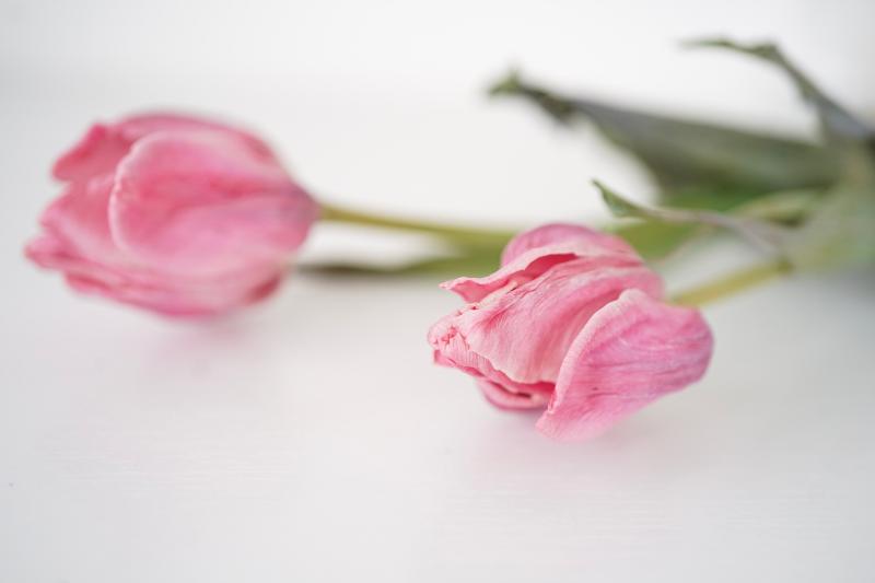 バレンタイン向けドライフラワーの選び方