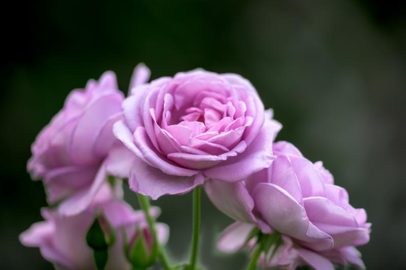 気持ちを伝えるのに適した花材5選