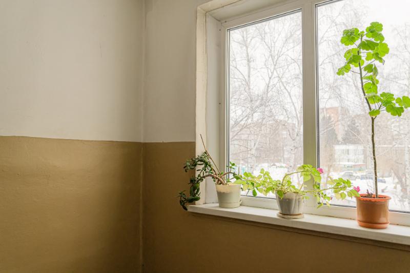 2月 観葉植物 イメージ