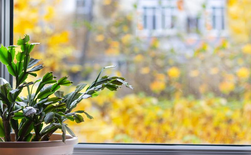 2月に観葉植物を贈る際のポイント