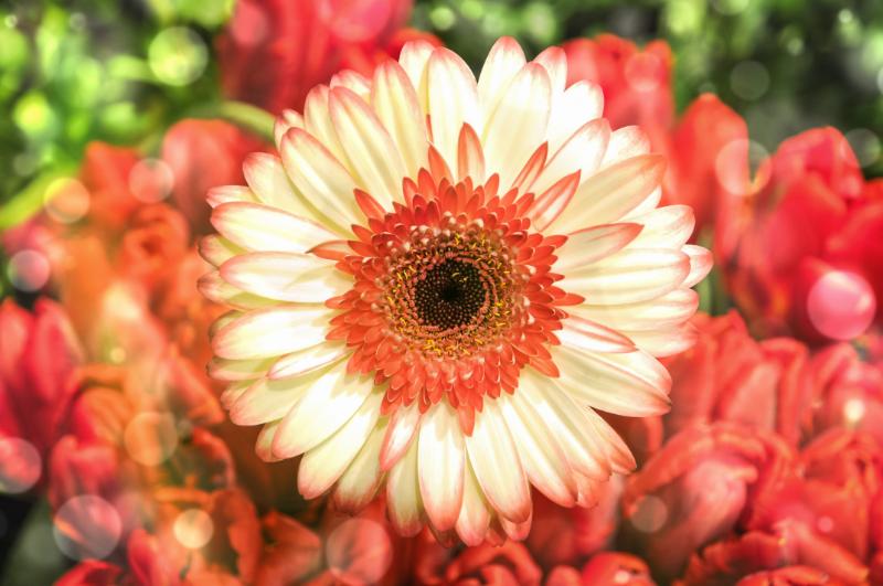 【咲き方別】ガーベラの種類