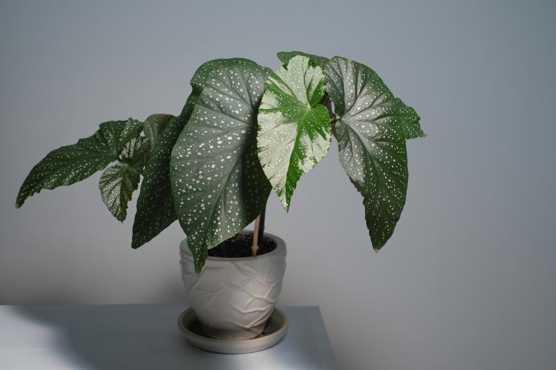 日陰で育つ観葉植物 イメージ