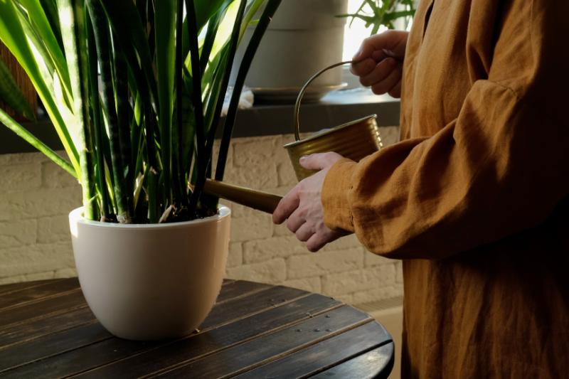 日陰でも育つ観葉植物の種類