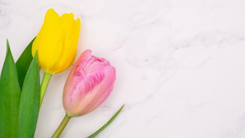 入園・入学祝いの花束におすすめの花7選