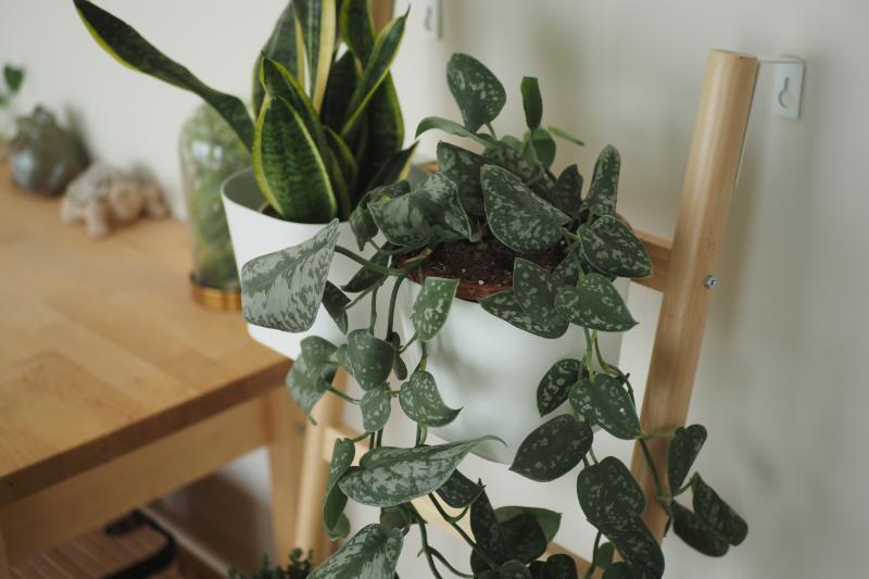 新生活におすすめの観葉植物