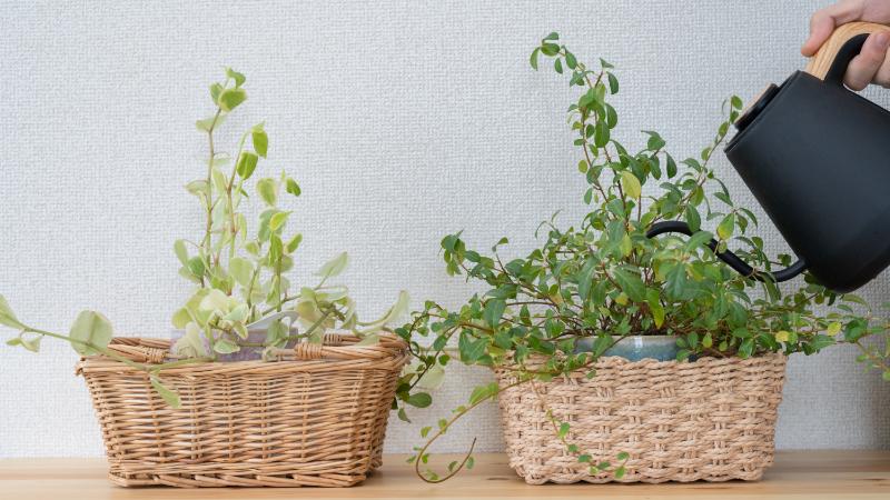 新生活で観葉植物を取り入れる際の注意点