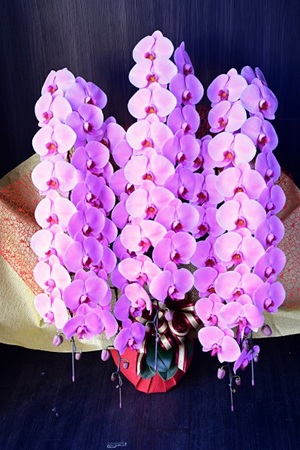 上品な花姿が魅力的なピンクの大輪胡蝶蘭・5本立て