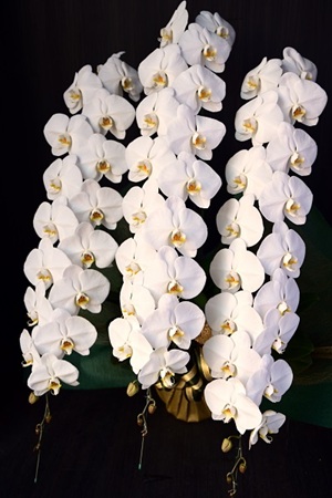 豪華なラッピングで一段と華やかな白い大輪の胡蝶蘭・3本立て